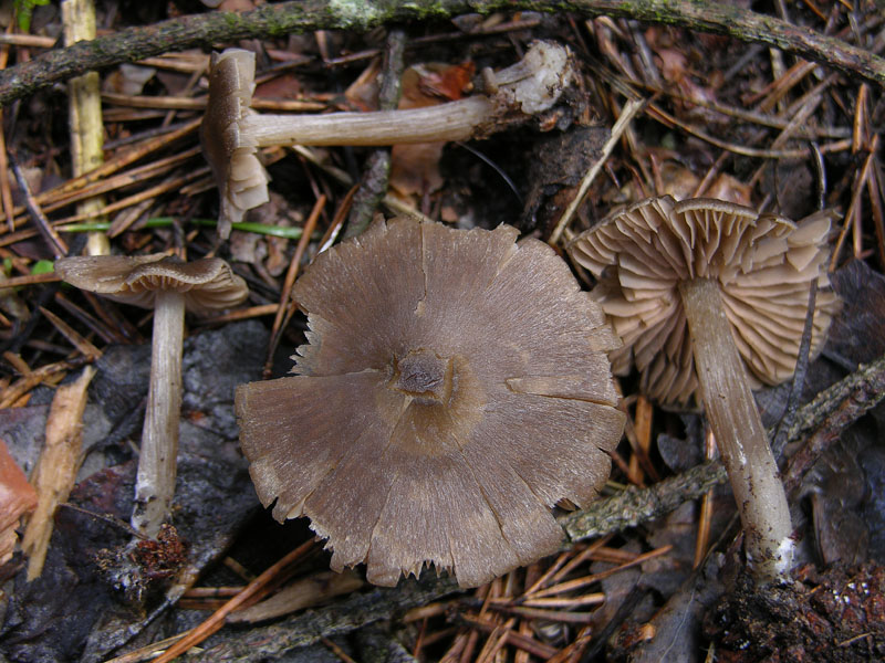 Entoloma aprile?